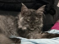 Acil 3 aylık uygun maine coon black smoke erkek