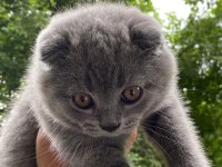 Scottish fold kızımız adı Minnoş çipi var