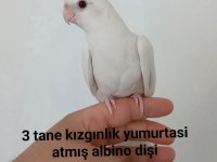 Albino Dişi Sultan Papağanı