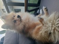 9 aylık erkek pomeranian