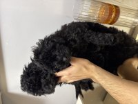 Çok özel renk toy poodle
