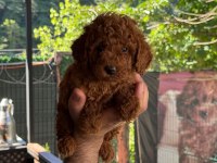 Orjinal Toy Poodle Bebekler