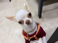 Chihuahua Şivava Yavru Yetişkin