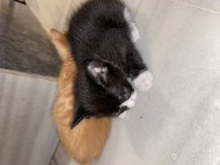 YAVRU SMOKİN KEDİ YUVA ARIYOR