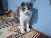Scottish fold 8 aylık