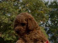 Redbrown Teacup Poodle Yavrumuz Irkının En Miniği