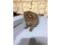 Yavru kediler sütten kesilmiş yaş ve kuru mama yiyor