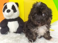 Black Maltipoo