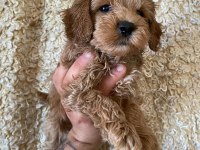 KİLO GARANTİLİ TOY MALTİPOO YAVRUMUZ