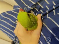 Pakistan papağanımız