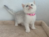 British shorthair yavru kediler
