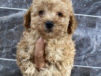 Orjinal Maltipoo bebekler
