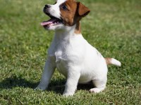 FCI-KIF Şecereli Safkan Dişi Jack Russell Yavrularımız