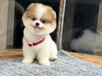 Orjinal Pomeranian Boo Yavrumuz 