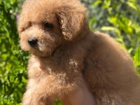 Yavru Toy poodle bebekler