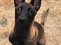 Belçika kurdu köpeği