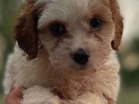 Sağlıklı neşeli ve eğlenceli bebek köpekler