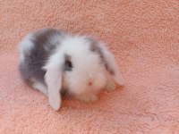 Hollanda teddy lop tavşan yavruları