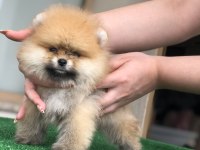 2.5 aylık 2 dişi ve 1 erkek pomeranian boo yavrular
