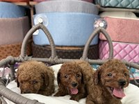 Ömür boyu ırk garantili poodle yavrularımız