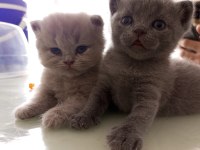 Scottish fold anne ve 2 yavrusu komple