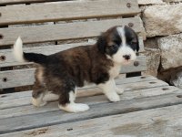Fino bebek köpekler