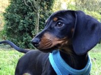 A kalite dachshund yavrular