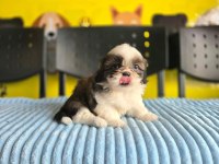Korean morkie bebekler 2 kg