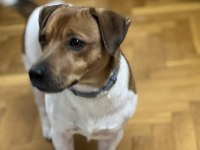 Oğlumuza gelin arıyoruz çiftleştirme jack russell