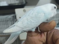Ele Alıştırmalık Muhabbet Kuşu Bebekler
