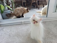 İran Exotic Longhair 2 buçuk aylık Dişi