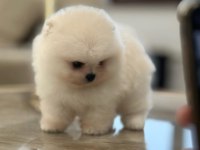 Daha iyisi yok ayı surat pomeranian boo