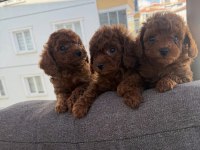 2.5 Aylık Toy Poodle