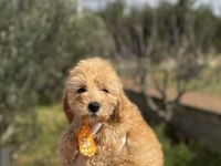 Güzeller güzel toy poodle kızımız
