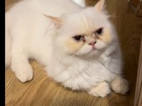 Güzel british longhair 7 aylık