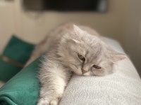 Mama Karşılığı British Longhair Dişi