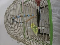 Erkek 8 9 aylık muhabbet kuşu