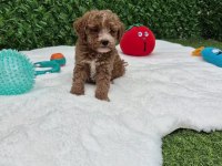 Aşılı Pasaportlu Mikroçipli Maltipoo Yavrularımız 