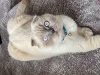 Erkek British Shorthair sahiplendirilecektir