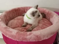 Scottish Fold Yavrularımız Yeni Sahibini Bekliyor