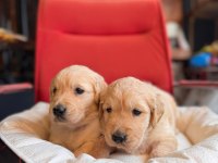 Burkem çiftliğimizden golden retriever dostunuz