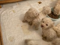 EVDEN BAKIMLI MALTESE TERRİERLER