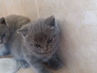 Uygun sahiplendirilecek british shorthair yavrular