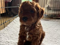 3 kilo toy poodle yavrularımız hazır