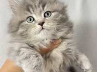 2.5 Aylık Erkek British Longhair Kedim