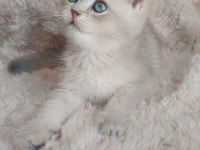Fıstık british shorthair oğlum