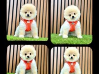 Pomeranian boo yeni ailelerini bekliyorlar