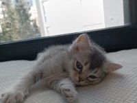 Bıcırların bıcırı british shorthair bebişlere yuva