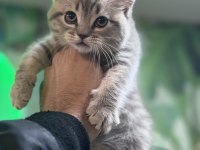British shorthair silver tabby