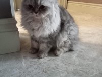 Scottish fold kedimize ücretsiz mutlu bir yuva arıyoruz
